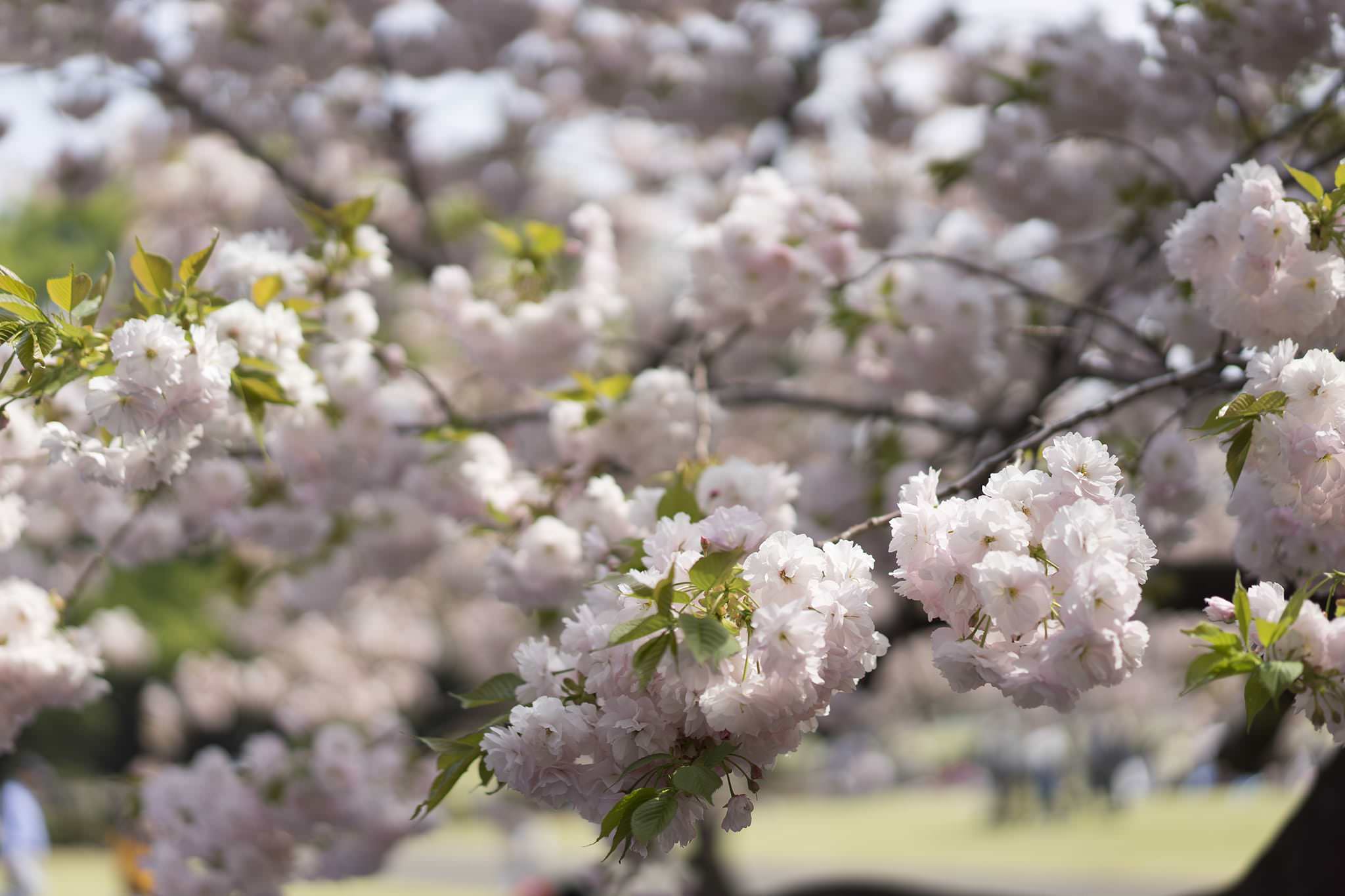 失敗から学ぶ お花見を成功させるポイントとは 総務ブログ 東京のweb制作会社 ホームページ制作会社 株式会社サービシンク Servithink Co Ltd